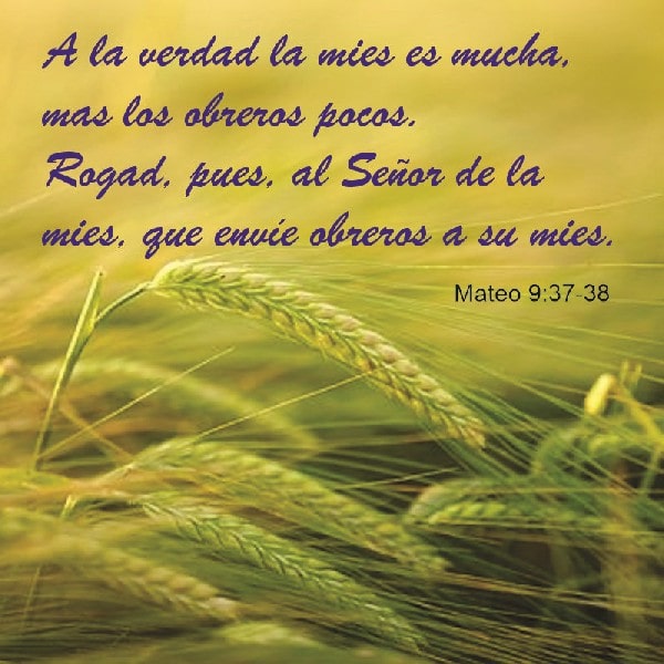 Mateo 9:37-38