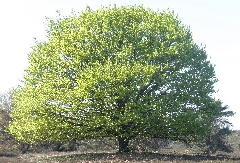 Arbol de mostaza