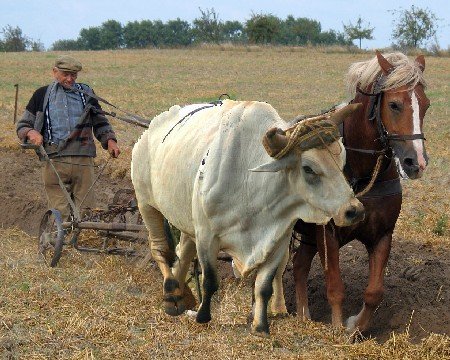 Lavando el buey con el caballo